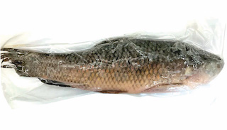 Labeo Rohita Tohu fish