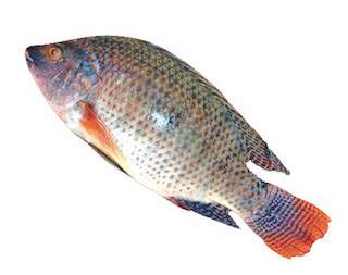 Tilapia Fish