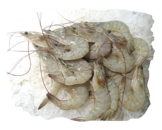 Shrimp